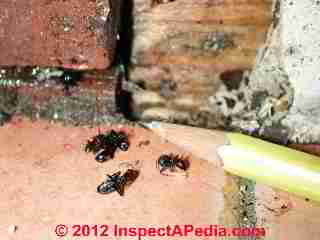 Carpenter ant infestation evidence © Daniel Friedman at InspectApedia.com