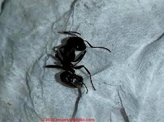 dead ant (C) InspectApedia.com Elizabeth