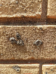 Holes in yellow brick wall (C) InspectApedia.com Chris Domey