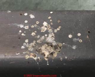 insect holes and droppings (C) InspectApedia.com Claudia