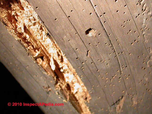 Powder post beetle old house borere damage photographs (C) D Friedman D Grudzinski