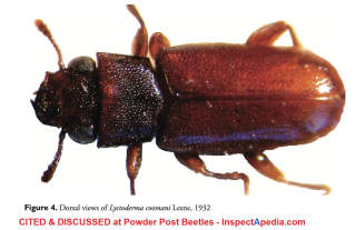 Lyctoderma-coomani-Sittichaya (2009) from an illustrated key to identification of powder post beetle - cited & discussed at InspectApedia.com
