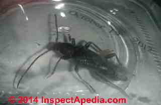 Adult old house borer beetle Hylotrupes bajulus (C) InspectApedia DD
