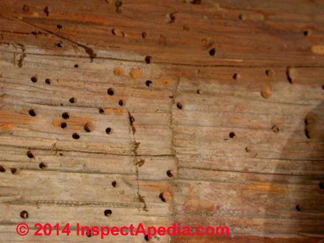 Powder Post Beetles Old House Borers Structural Damage From