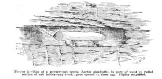 Powder post beetle larvae in wood (Snyder 1938) at InspectApedia.com