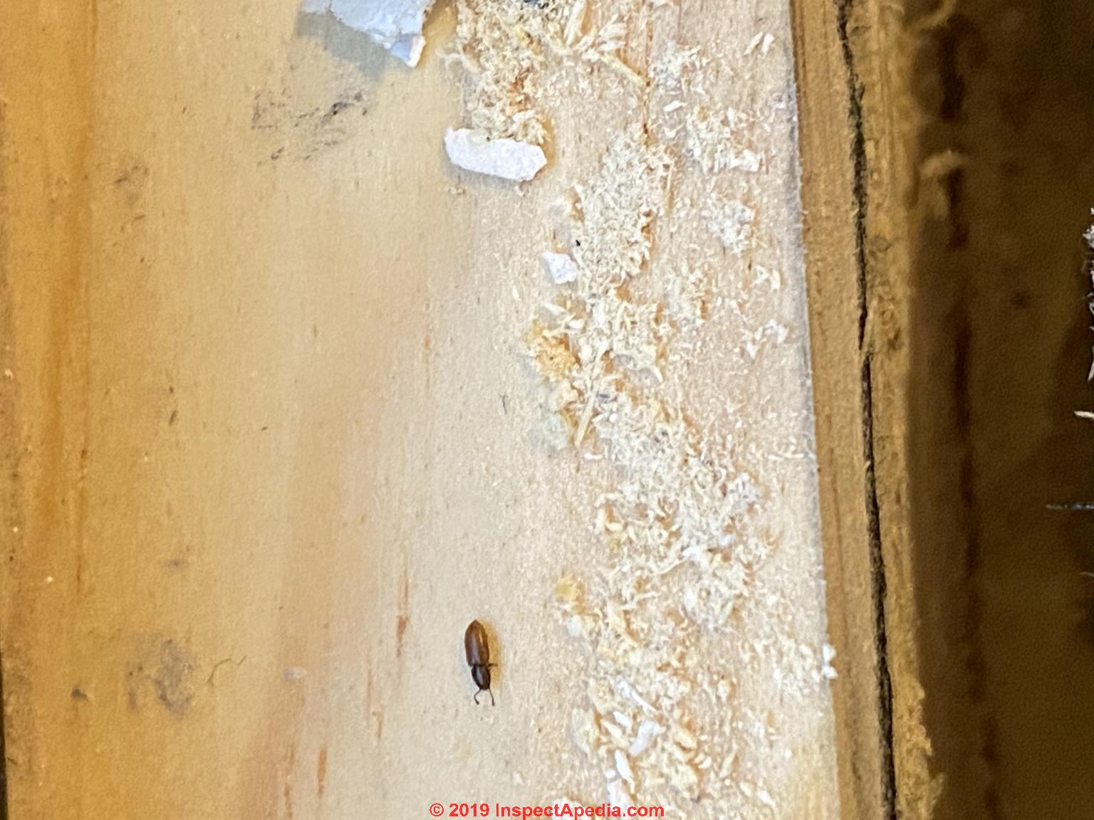 should i buy a house with powder post beetles