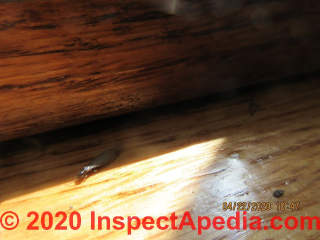 Swarming Termite photo of Alates (C) InspectApedia.com Grudzinski D
