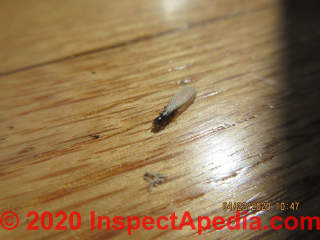 Swarming Termite photo of Alates (C) InspectApedia.com Grudzinski D
