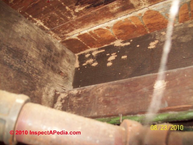 Termites Photo Guide To Termites How To Identify Termites